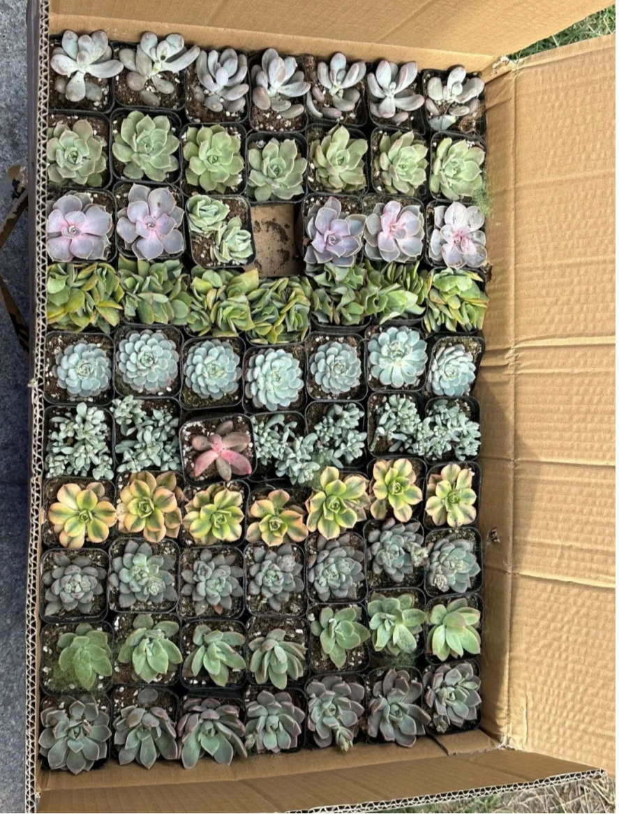 214d8a64e40c412d8d5c808df8563d39.png 214d8a64e40c412d8d5c808df8563d39.png